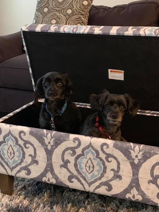 Virginia's fur babies