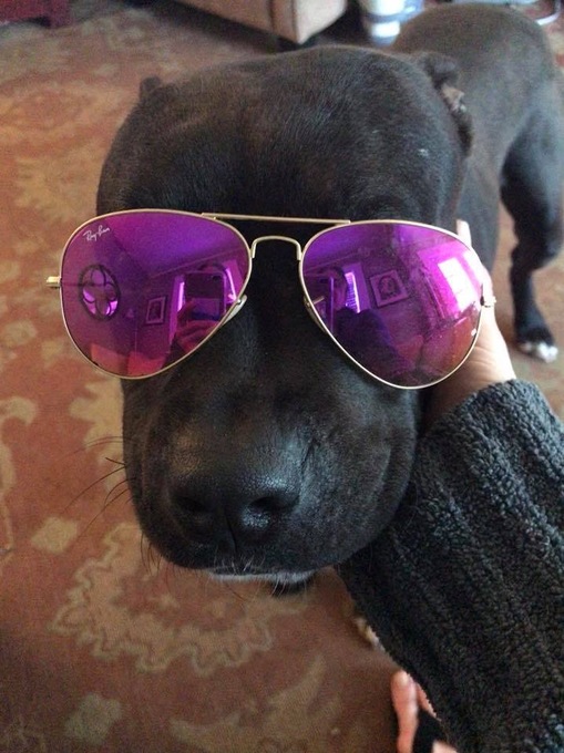 Pup in shades