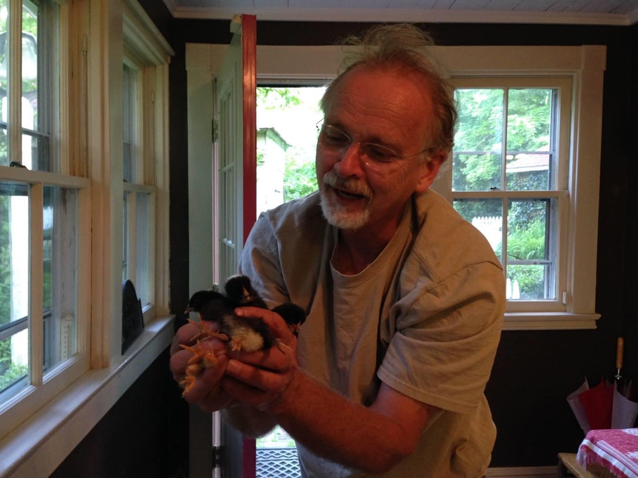 Mike raising chicks in his back hall - 2015