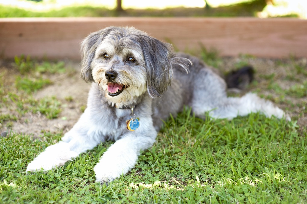 Sharkie the beautiful