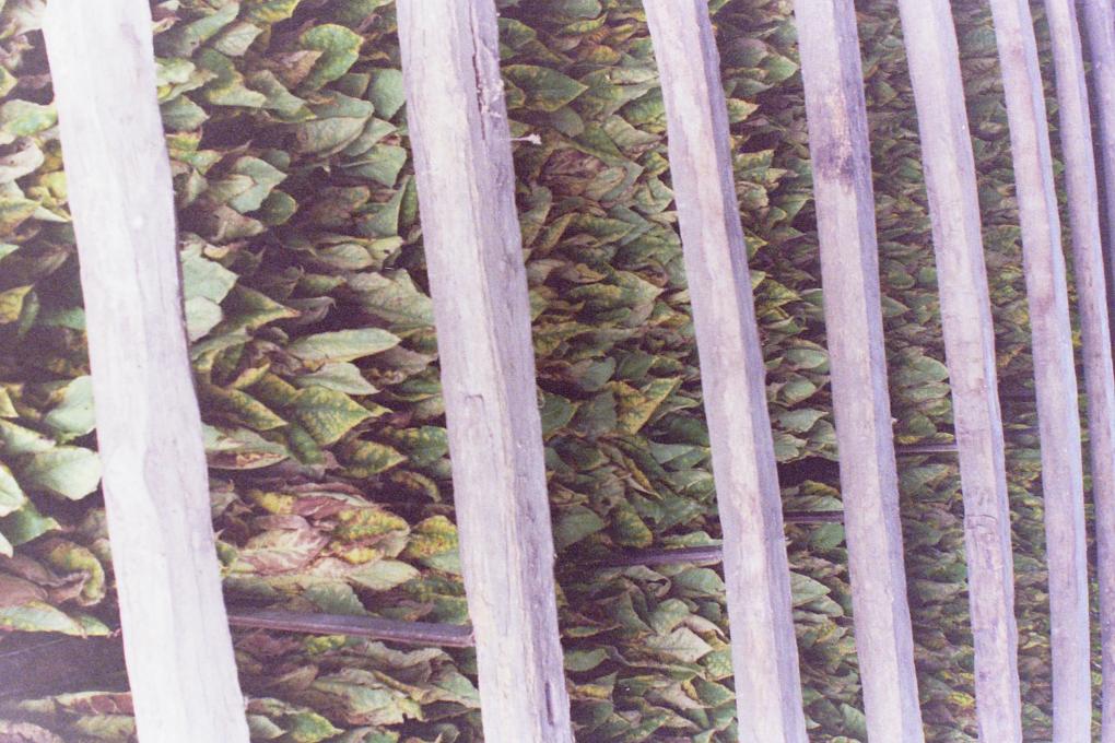 Tobacco in the tobacco barn