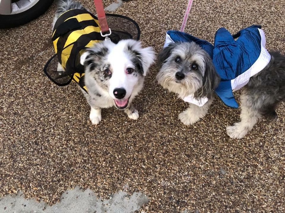 Halloween - Fezzik & The Shark