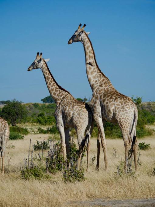 Giraffes
