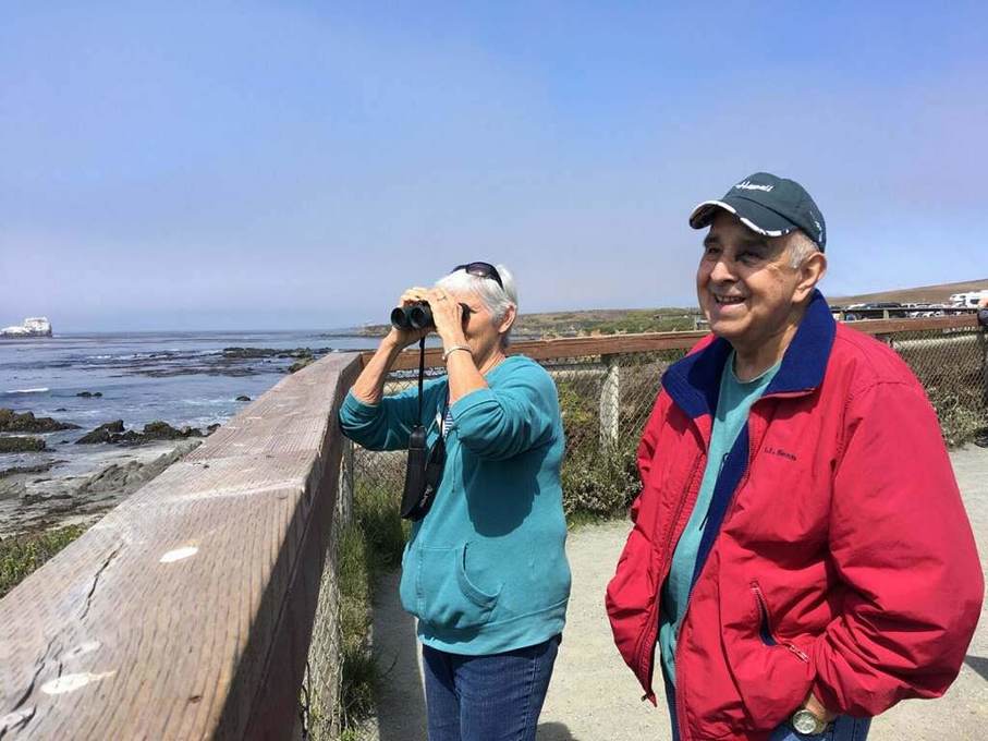 Sea Lion, Otter and Bird-Watching at Cambria