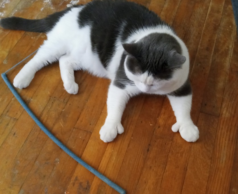 Emmie's beloved cat, Jack