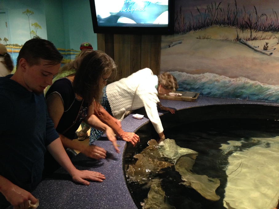 Petting Stingrays