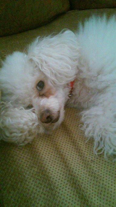 Her poodle and companion Lady