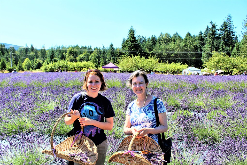 Lavender festival